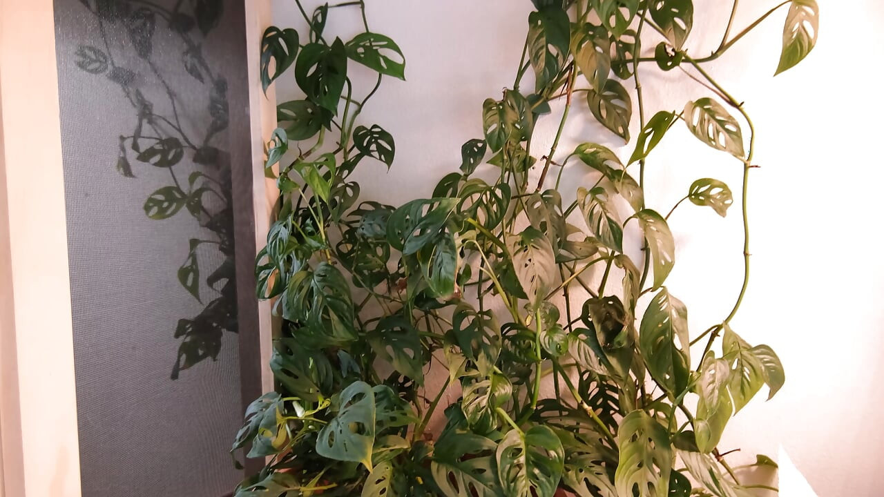 Moving My Plants Indoors