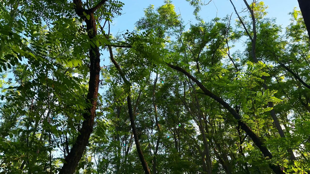 A Walk in the Woods with Friend ended with Fast Handjob and Huge Cumshot