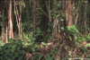 Pratinjau video
