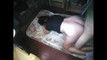 Pratinjau video