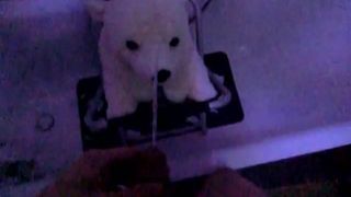 Oso de hielo de peluche meando en cámara lenta 120fps