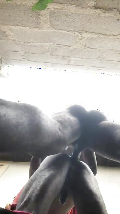 Doggy Bareback Below View