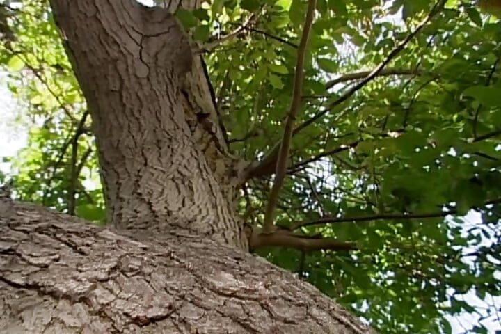 Cock sucking babe likes to fuck in forest and make him cum