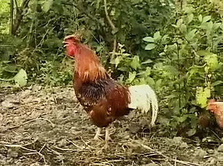 Русская сказка про похождения колобка