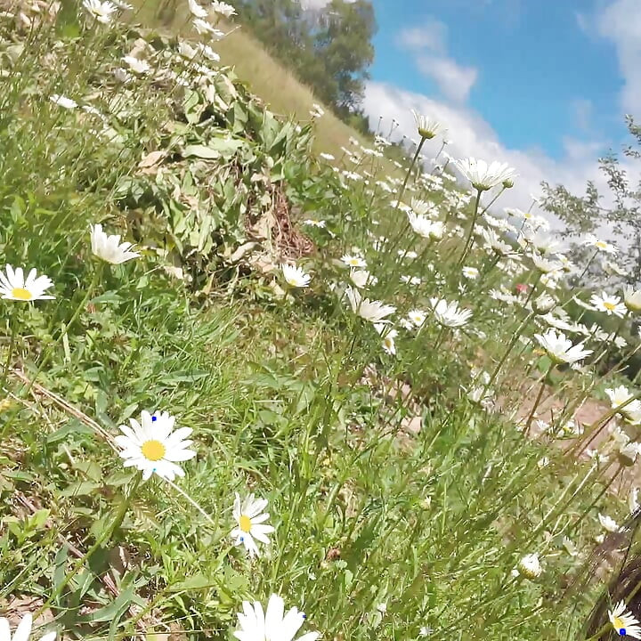 piss for gardend on the grass beautifull