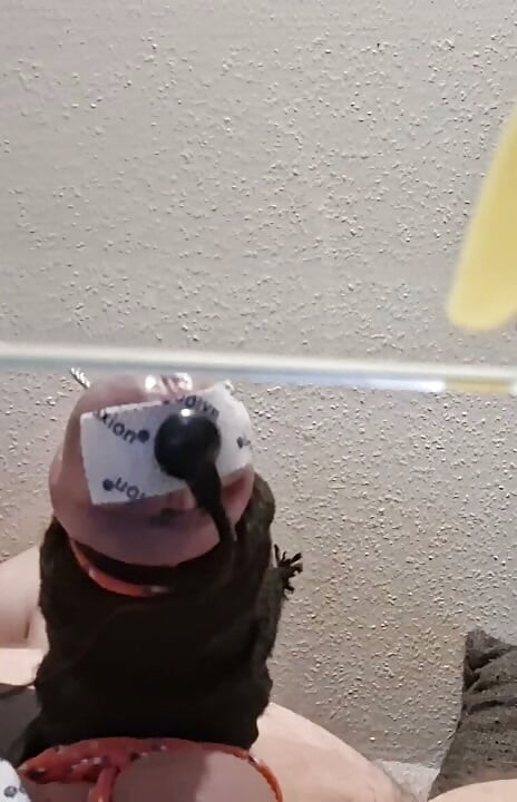 hfo solo estim cumshot electro cbt