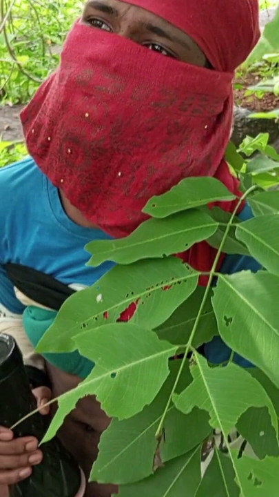 Nearby flower tree mountains romance in morning time. | Clip 2