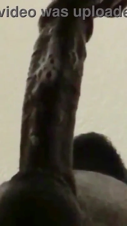 Kötelező pillanat a "Close up deepthroat" című filmből