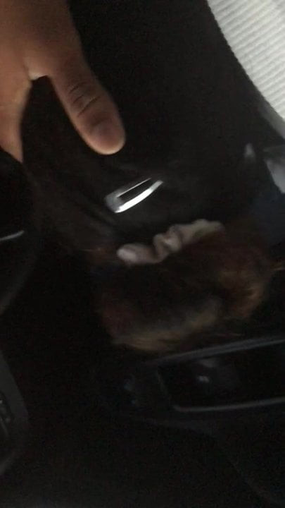 Nattmössa på natten