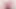 Pembe amcığı dudakların arasında filizliyor