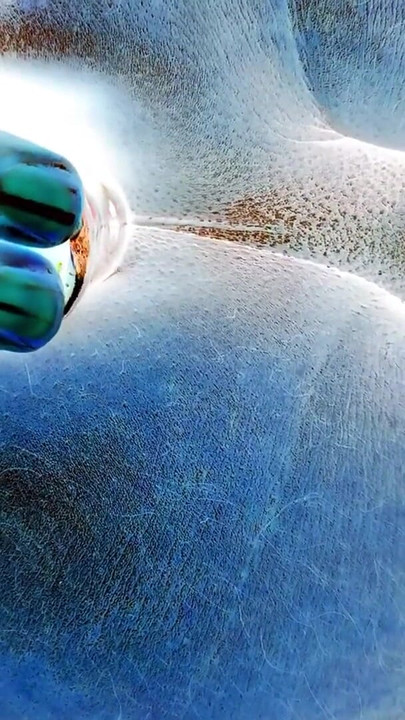 Negativan video guzice s analnim čepom na krevetu, smeđa guza | Isječak 2