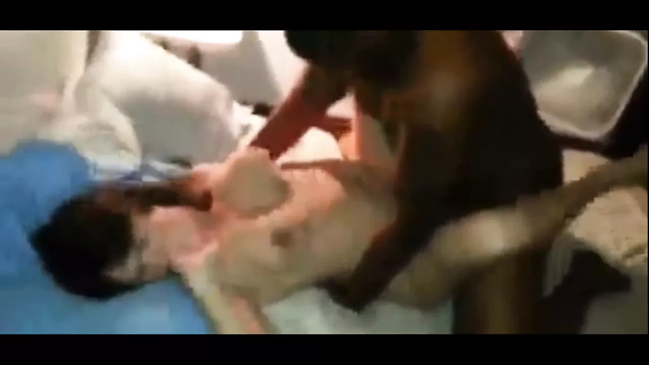 White wife experiences overwhelming orgasm with black bull