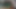 ヒューマンモルモット - デイジーマインクス