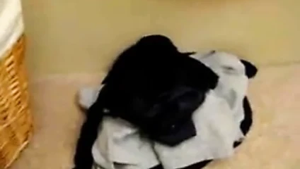 Sandys Panties