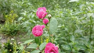 Village Hot Boy And Girl Sex Story Bangla