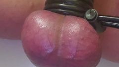 Slave penis and electro torture