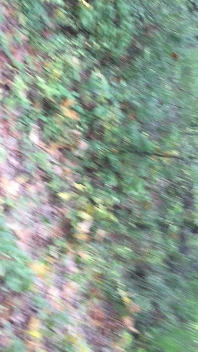 Forest play