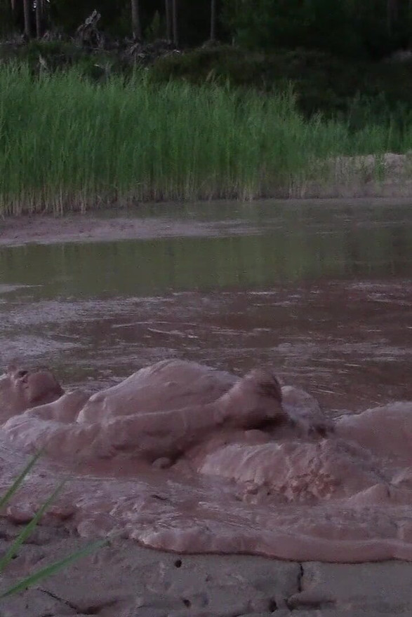 Banho de lama na lagoa de lama da pedreira