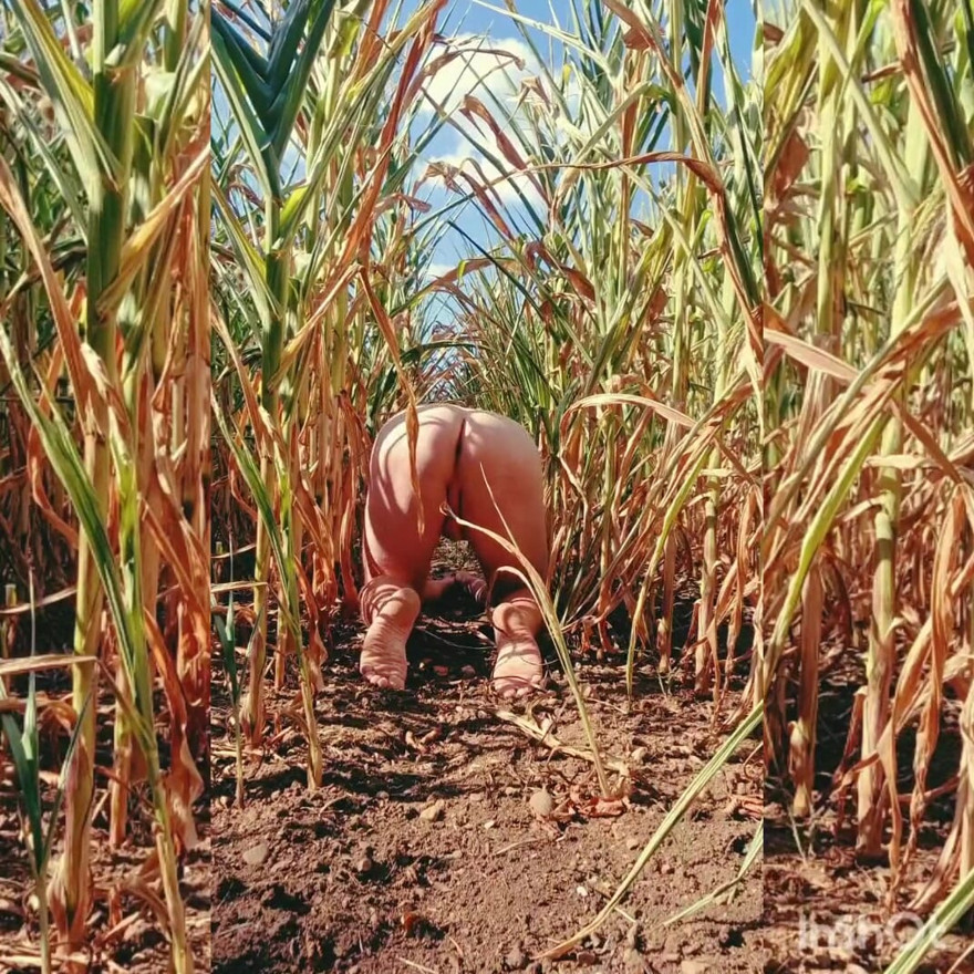 Corn field life.