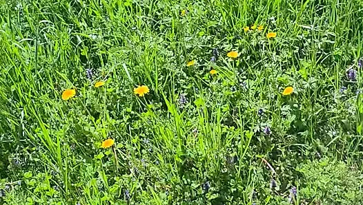 Süßes häschen wurde von einem fremden auf dem grünen feld gefickt.