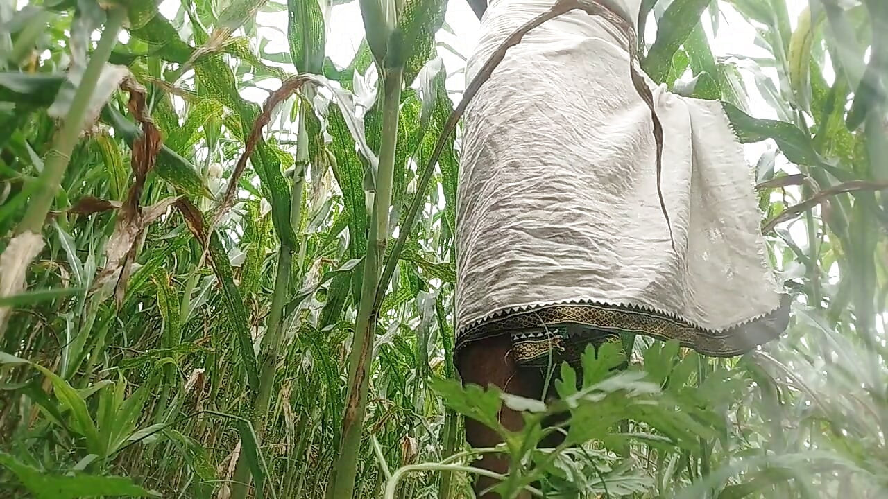 Big black hawking in the cornfield