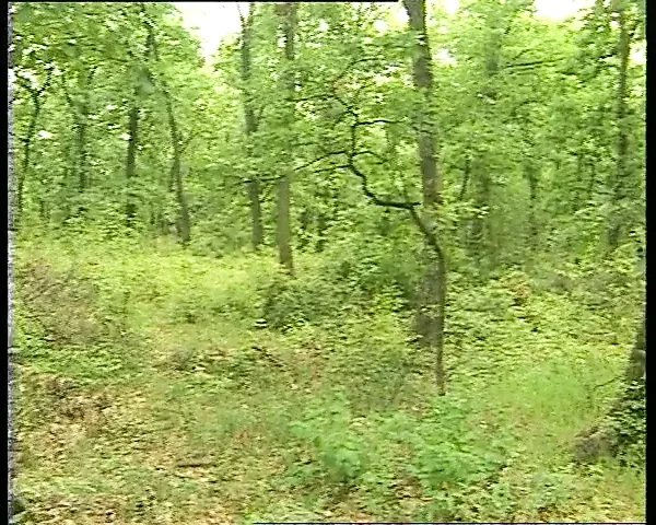 Hardcore fick beim Camping Outdoor Sie schreit so laut