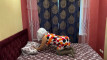 Pregled videozapisa