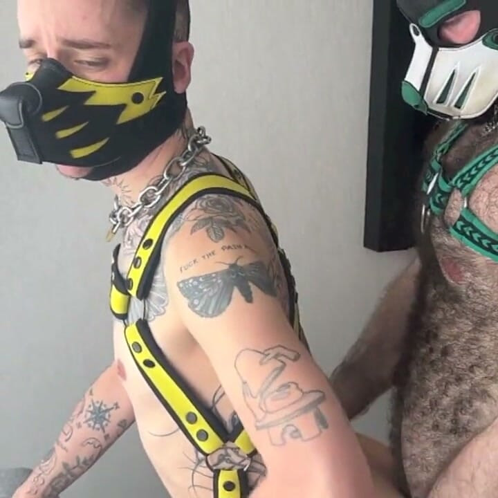 Horny Pups Fucking