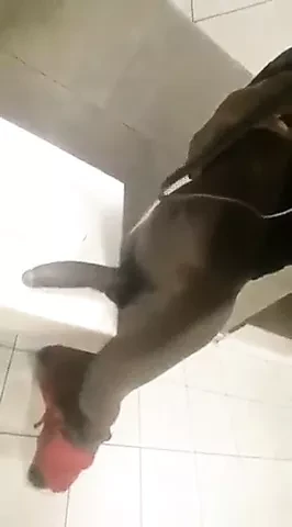 Little bubble booty, long snake