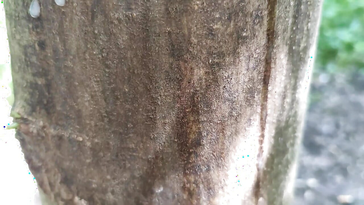 Cumshot on 'cum Here' Tree, Showing Cum Close up and Piss at a Cruising Area