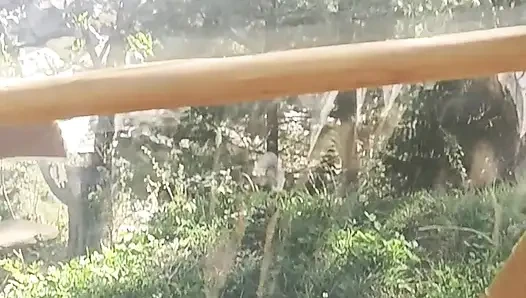 Bayan mahi ile açık havada seks