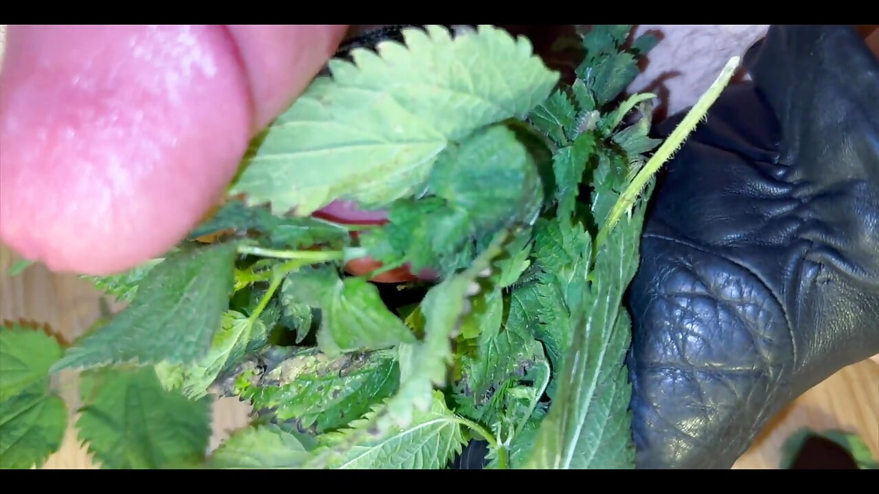 CBT Stinging Nettles Pump Cum