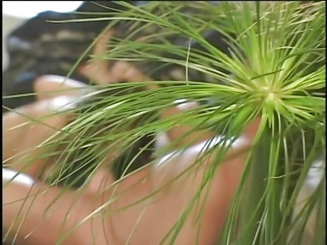 Une Asiatique mange une bite puis se fait baiser dans le vagin