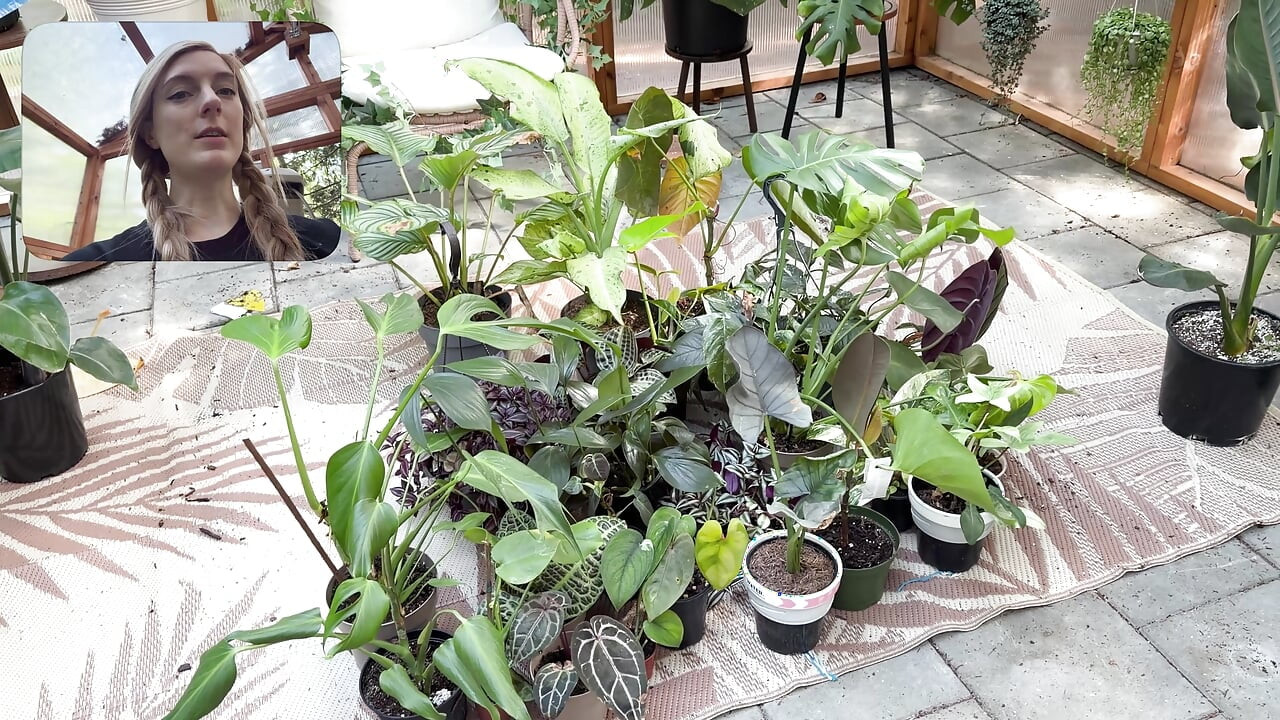 A levar as minhas plantas para dentro de casa
