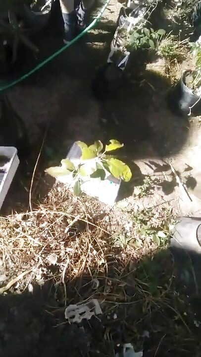 Watching Her Watering