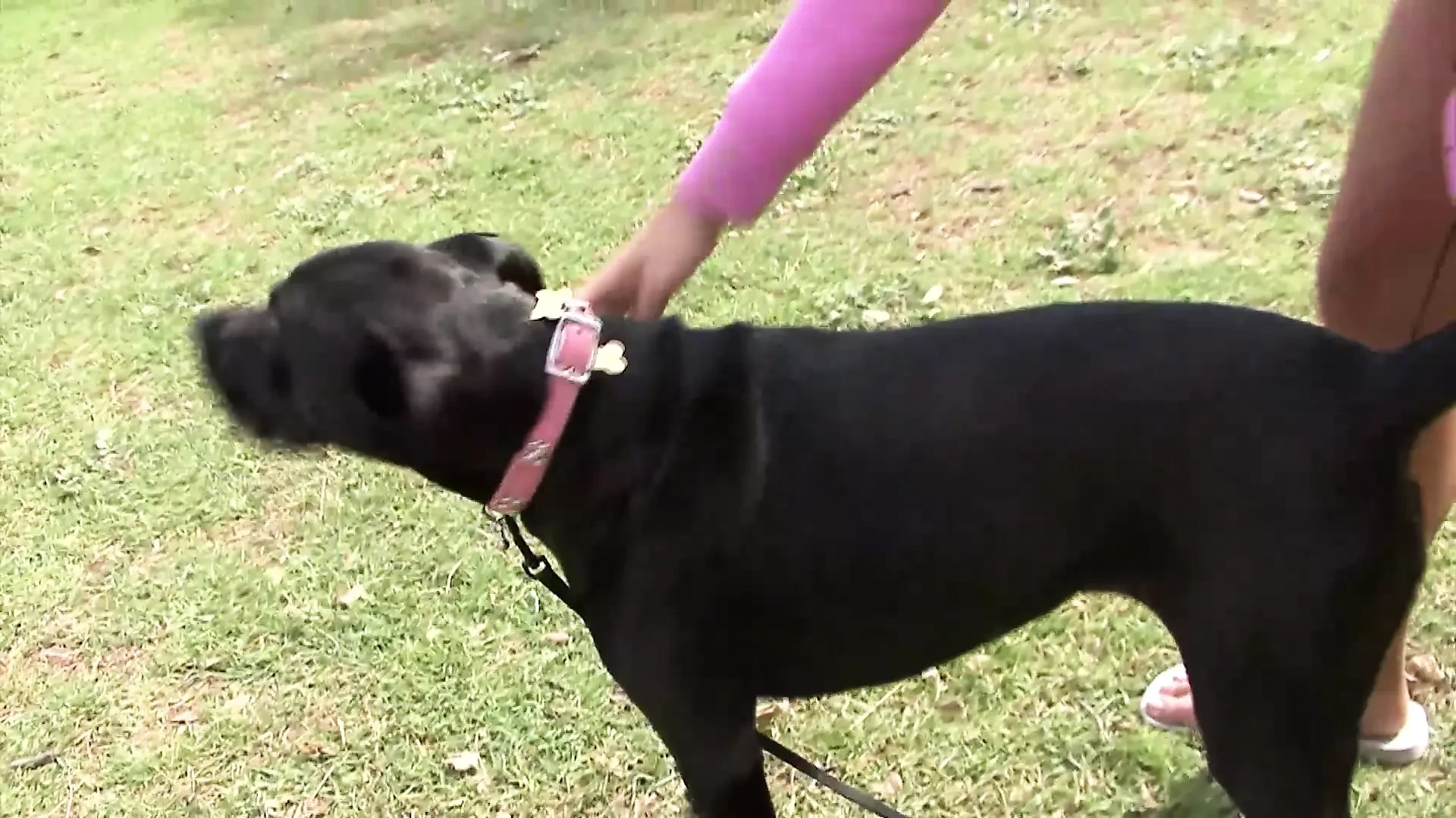 Celeste Star,lizz Tayler - babe,brunette