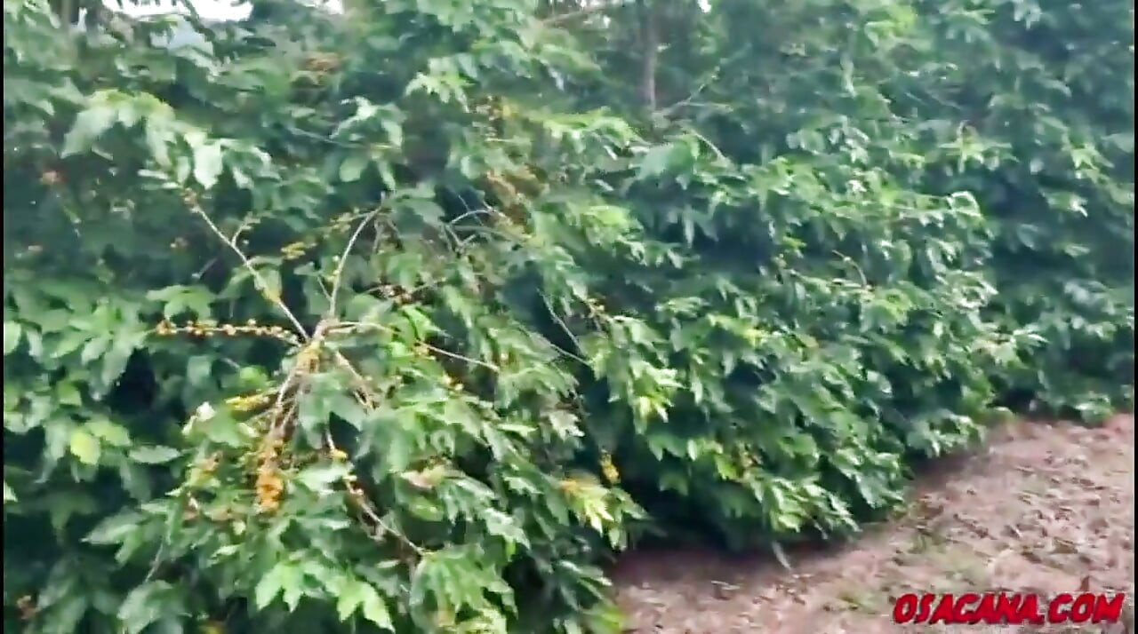 Bela jovem com dreads fode dentro da plantação de café