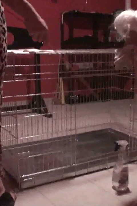 She makes her pet clean his cage
