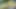 Futanari Marge Simpson Masturbating Cumshots