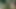 في الغابة