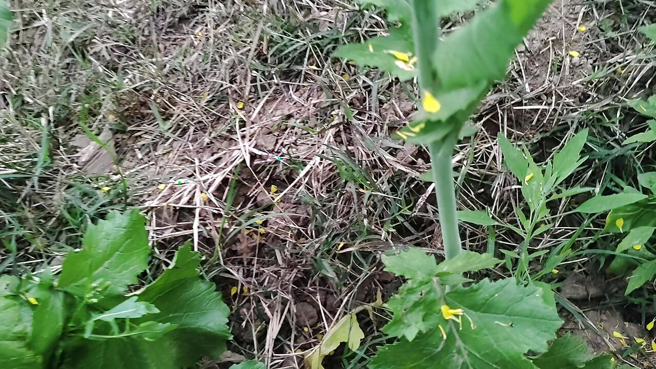 Jungle ka sex hath se karte Hain