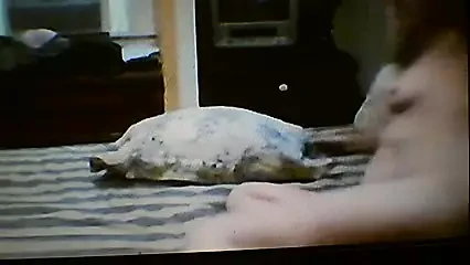 dee white cock