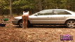 Pregled videozapisa