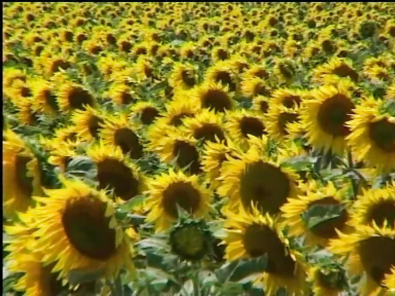 E tra Donne si Gode di Piu (Full Movie)