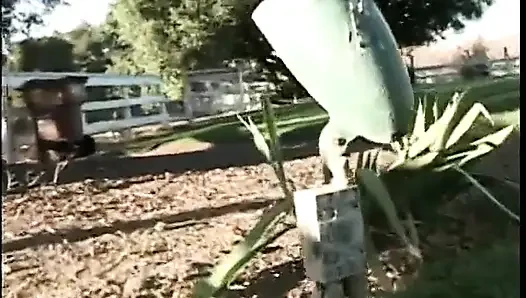 Юной брюнетке лижут ее волосатую киску перед тем, как большой член бурит путь