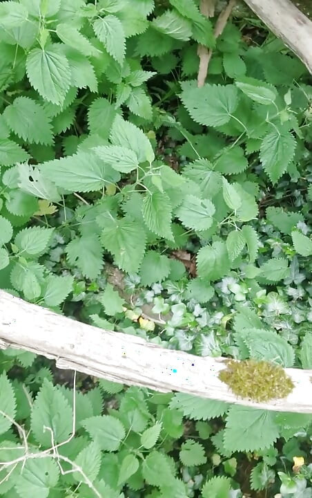 Playing in nettles