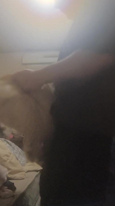 Obsession canine
