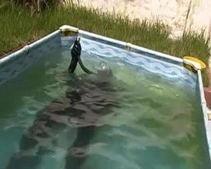Summer pool and masturbation