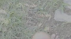 cumming in the front yard
