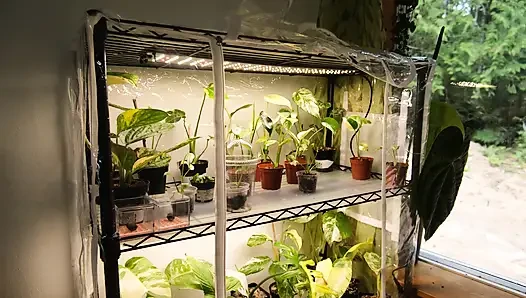 Moving My Plants Indoors